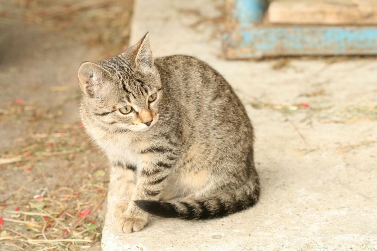 Bauernhof Mairing Villa Silandro Dış mekan fotoğraf